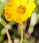 Großblumiges Garten-Mädchenauge - Coreopsis grandiflora 'Schnittgold'