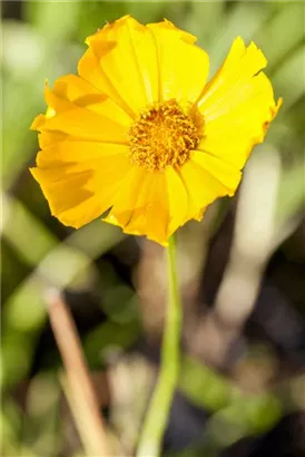 Großblumiges Garten-Mädchenauge - Coreopsis grandiflora 'Schnittgold'