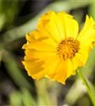 Großblumiges Garten-Mädchenauge - Coreopsis grandiflora 'Schnittgold'