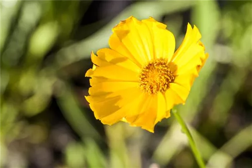 Großblumiges Garten-Mädchenauge - Coreopsis grandiflora 'Schnittgold'