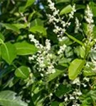 Knöterich - Fallopia aubertii