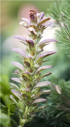 Balkan-Bärentatze - Acanthus hungaricus