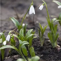 Schneeglöckchen pflanzen: Vorgehensweise