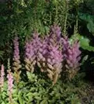 Garten-Lanzenspiere - Astilbe chin.var.taquetii 'Superba'