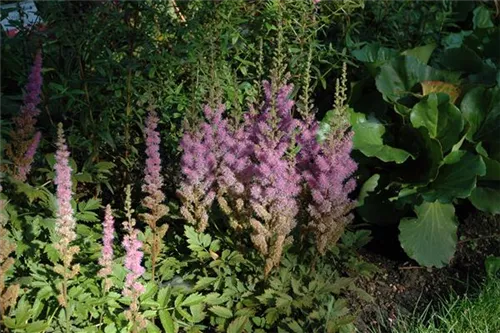 Garten-Lanzenspiere - Astilbe chin.var.taquetii 'Superba'