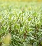 Weißbunter Hartriegel - Cornus alba 'Elegantissima'