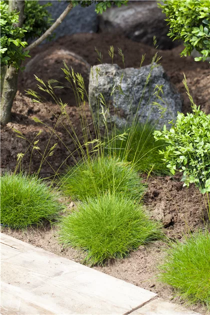 Festuca gautieri, Brenfell-Schwingel - Semper Verde Pflanzenzentrum Ullmer  GbR