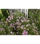 Garten-Feinstrahl - Erigeron speciosus 'Azurfee'