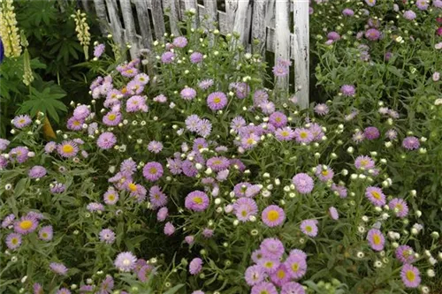 Garten-Feinstrahl - Erigeron speciosus 'Azurfee'