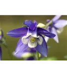 Langspornige Garten-Akelei - Aquilegia caerulea 'Blue Star'