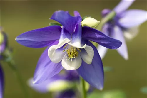 Langspornige Garten-Akelei - Aquilegia caerulea 'Blue Star'