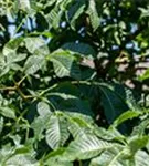 Strauchkastanie - Aesculus parviflora