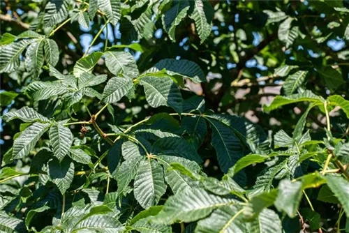 Strauchkastanie - Aesculus parviflora