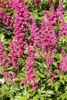 Garten-Prachtspiere - Astilbe japonica 'Mainz'