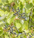 Hoher Etagen-Hartriegel - Cornus controversa - Formgehölze