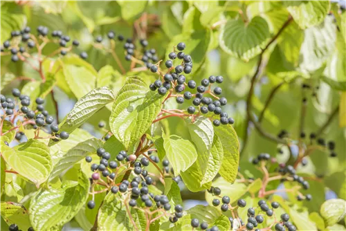 Hoher Etagen-Hartriegel - Cornus controversa - Formgehölze
