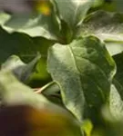 Hoher Etagen-Hartriegel - Cornus controversa - Formgehölze