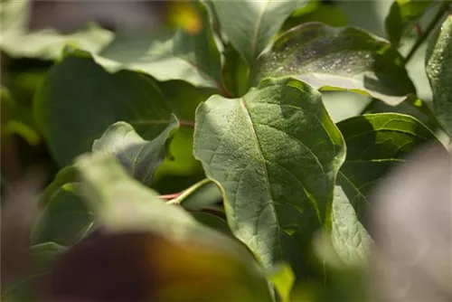 Hoher Etagen-Hartriegel - Cornus controversa - Formgehölze