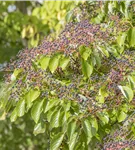 Hoher Etagen-Hartriegel - Cornus controversa - Formgehölze