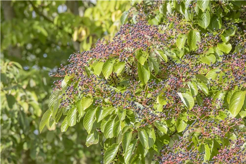 Hoher Etagen-Hartriegel - Cornus controversa - Formgehölze