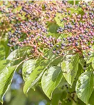 Hoher Etagen-Hartriegel - Cornus controversa - Formgehölze