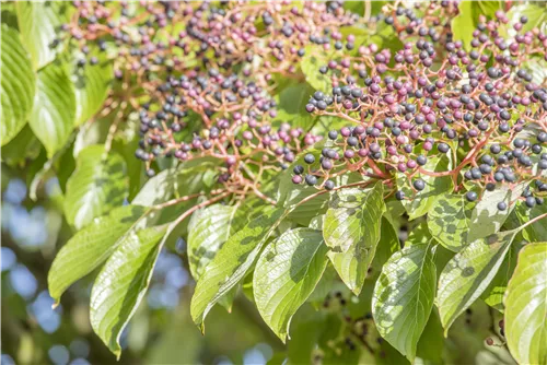 Hoher Etagen-Hartriegel - Cornus controversa - Formgehölze