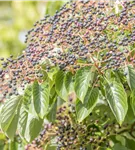 Hoher Etagen-Hartriegel - Cornus controversa - Formgehölze