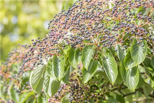 Hoher Etagen-Hartriegel - Cornus controversa - Formgehölze