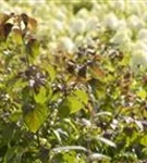 Hoher Etagen-Hartriegel - Cornus controversa - Formgehölze