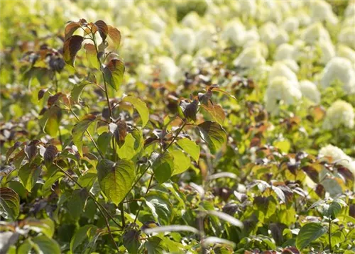 Hoher Etagen-Hartriegel - Cornus controversa - Formgehölze