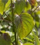 Hoher Etagen-Hartriegel - Cornus controversa - Formgehölze
