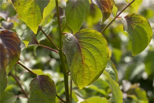Hoher Etagen-Hartriegel - Cornus controversa - Formgehölze