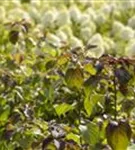 Hoher Etagen-Hartriegel - Cornus controversa - Formgehölze