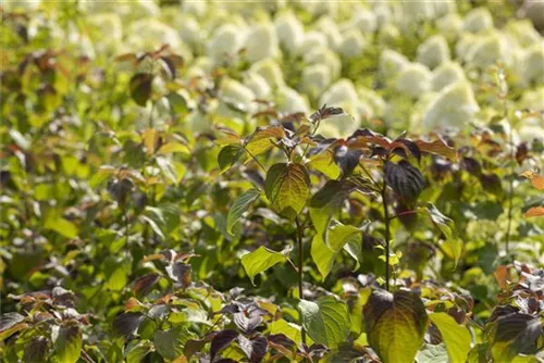 Hoher Etagen-Hartriegel - Cornus controversa - Formgehölze