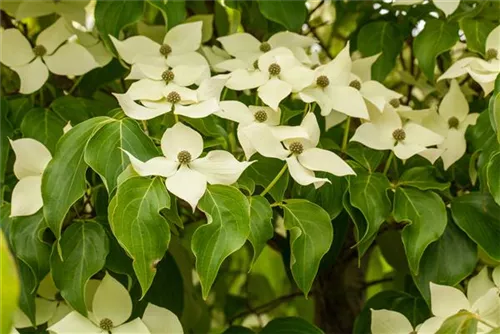 Japanischer Blumenhartriegel - Cornus kousa 'Robert Select'