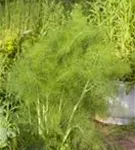 Gewöhnlicher Fenchel - Foeniculum vulgare