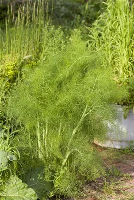 Gewöhnlicher Fenchel - Foeniculum vulgare