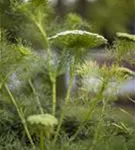 Gewöhnlicher Fenchel - Foeniculum vulgare