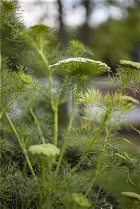 Gewöhnlicher Fenchel - Foeniculum vulgare