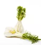 Gewöhnlicher Fenchel - Foeniculum vulgare