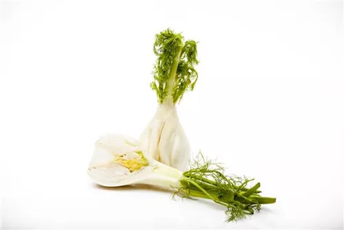 Gewöhnlicher Fenchel - Foeniculum vulgare