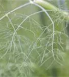 Gewöhnlicher Fenchel - Foeniculum vulgare