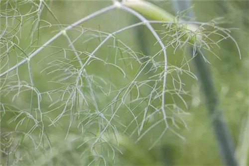Gewöhnlicher Fenchel - Foeniculum vulgare