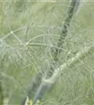 Gewöhnlicher Fenchel - Foeniculum vulgare