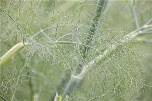 Gewöhnlicher Fenchel - Foeniculum vulgare