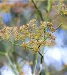 Gewöhnlicher Fenchel - Foeniculum vulgare