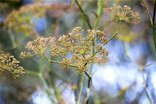 Gewöhnlicher Fenchel - Foeniculum vulgare
