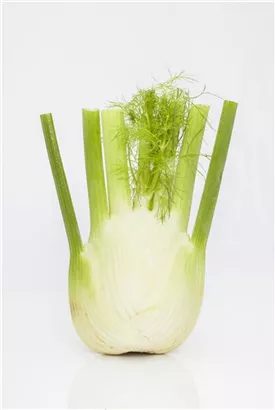 Gewöhnlicher Fenchel - Foeniculum vulgare