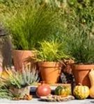 Rote Segge - Carex testacea