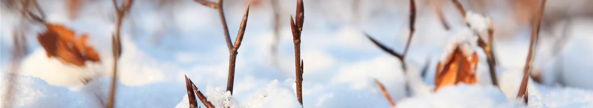 Den Garten winterfest machen